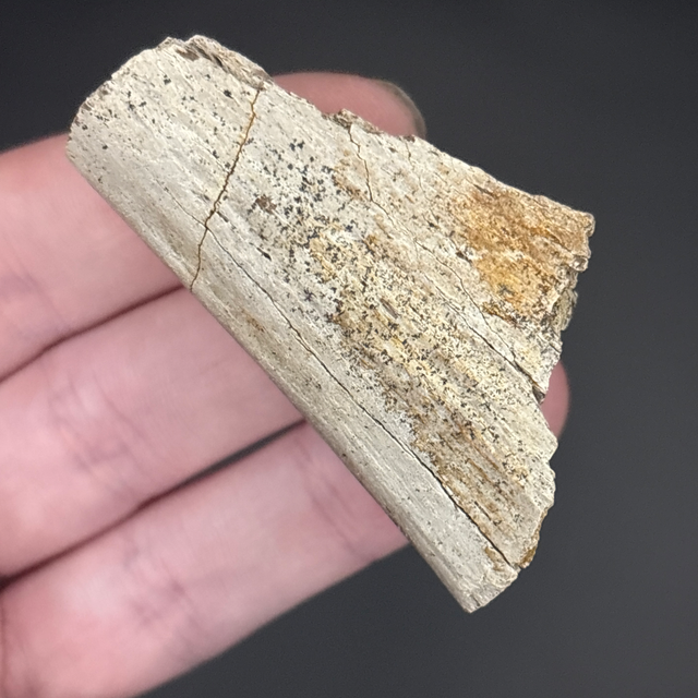 Edmontosaurus Bone Fragment 