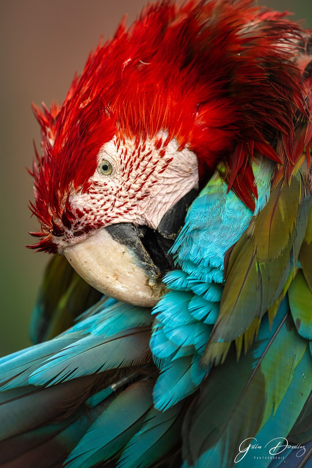 FS002 - Ara chloroptère