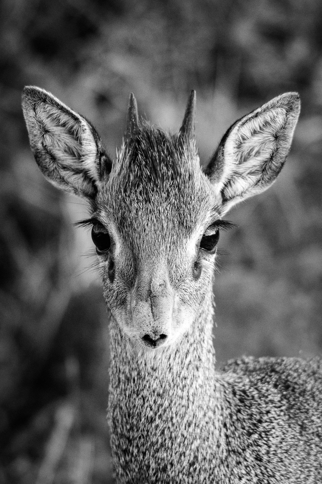 FS058 - Dik diks