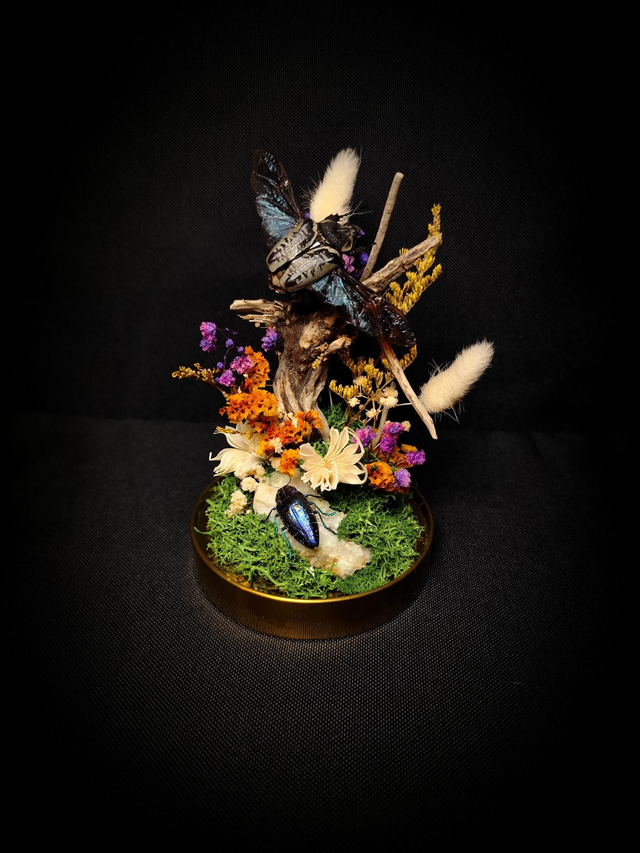Diorama Duo d'Insectes Goliathus & Polybothris Sumptuosa