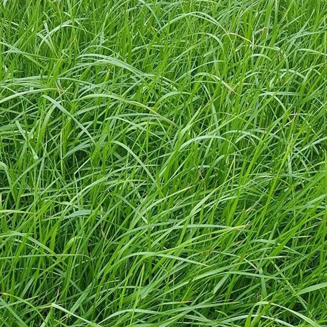 Ray Grass Anglais TEMPRANO