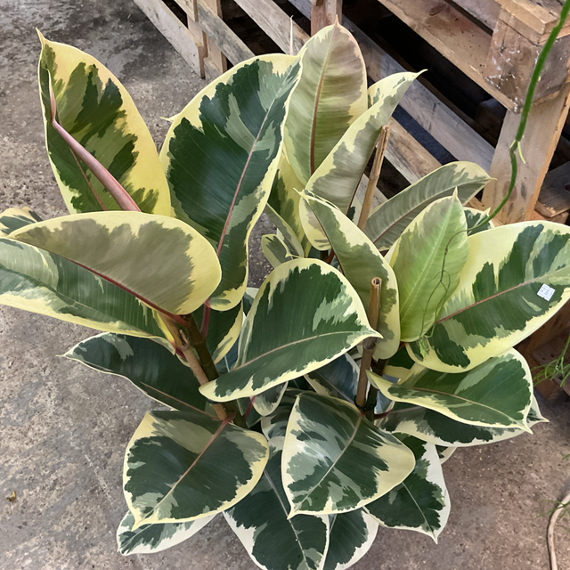 Ficus elastica variegata