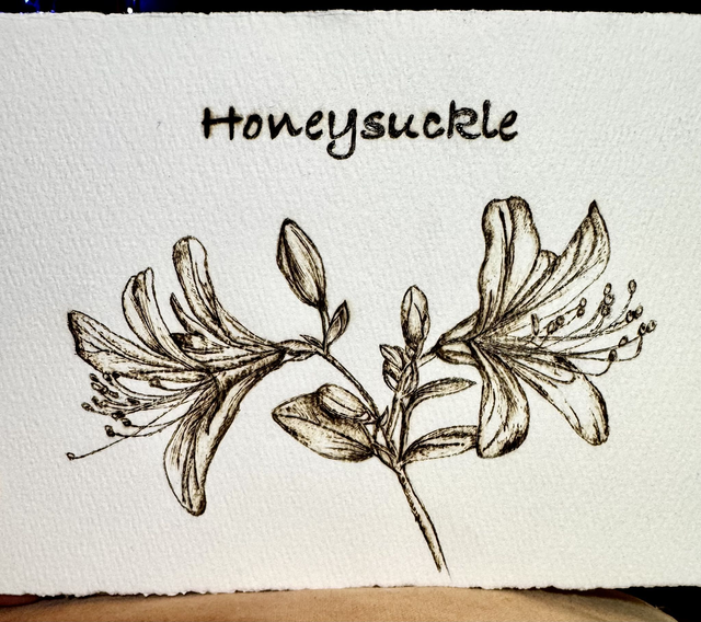 Wednesday 10th June Honeysuckle Inspired Pyrography Workshop Ecclesall Woods