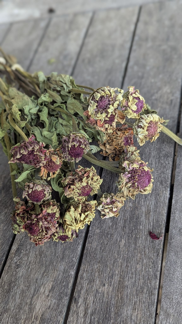 Fleurs séchées de Zinnia