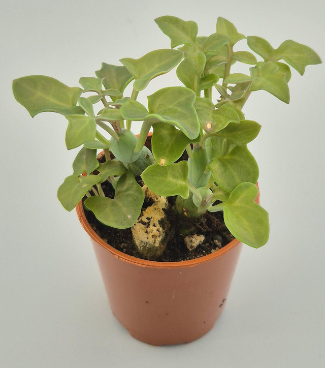 Curio articulatus - Candle Plant 