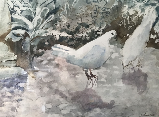 JuB16 Pair of Doves by Julienne Braham,  Ink/watercolour, 52x42cm