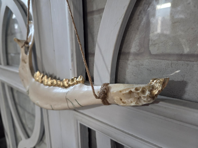Decorative Fallow Deer Jaw Bone - Floral Design