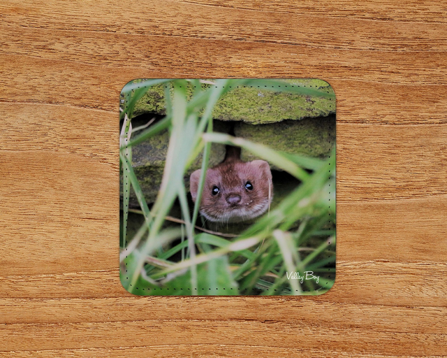 “Pop Goes the Weasel” Coaster 