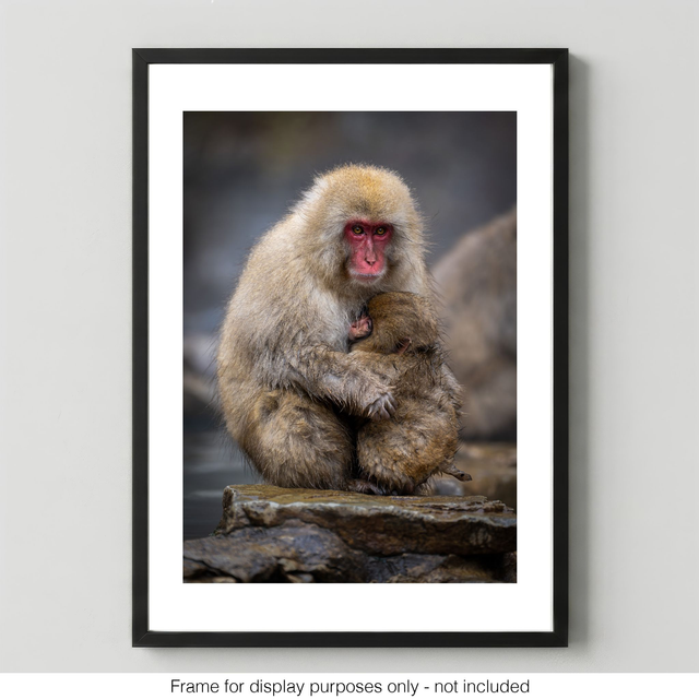 Snow Monkeys - Motherly Love