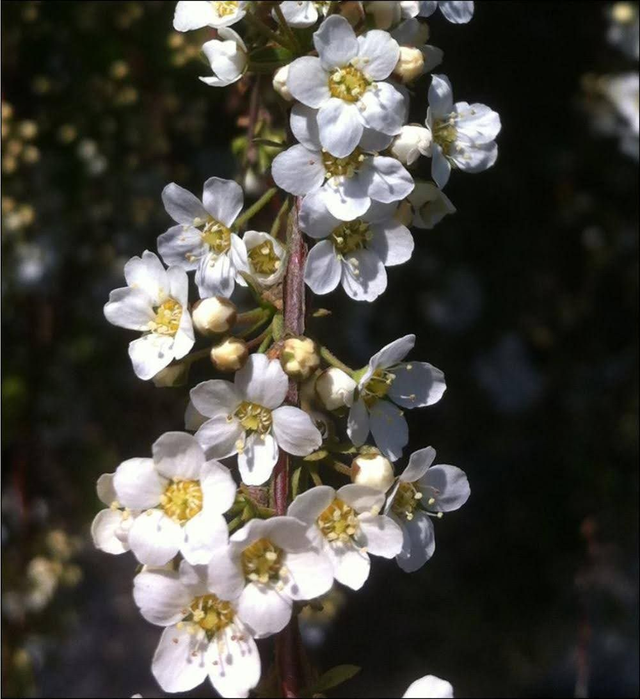 Spiraea ‘Grefsheim’ - 1 ltr pot