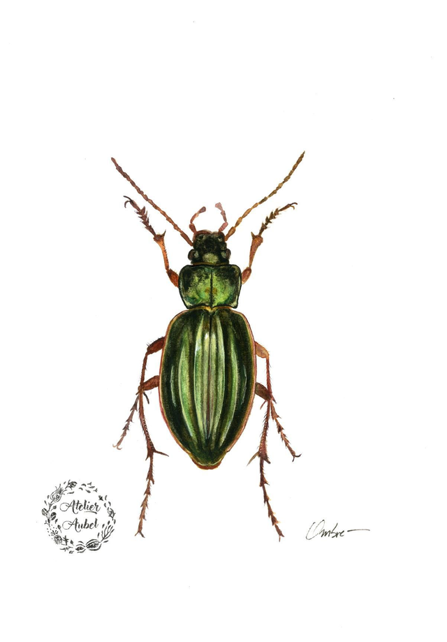 Carabus auratus