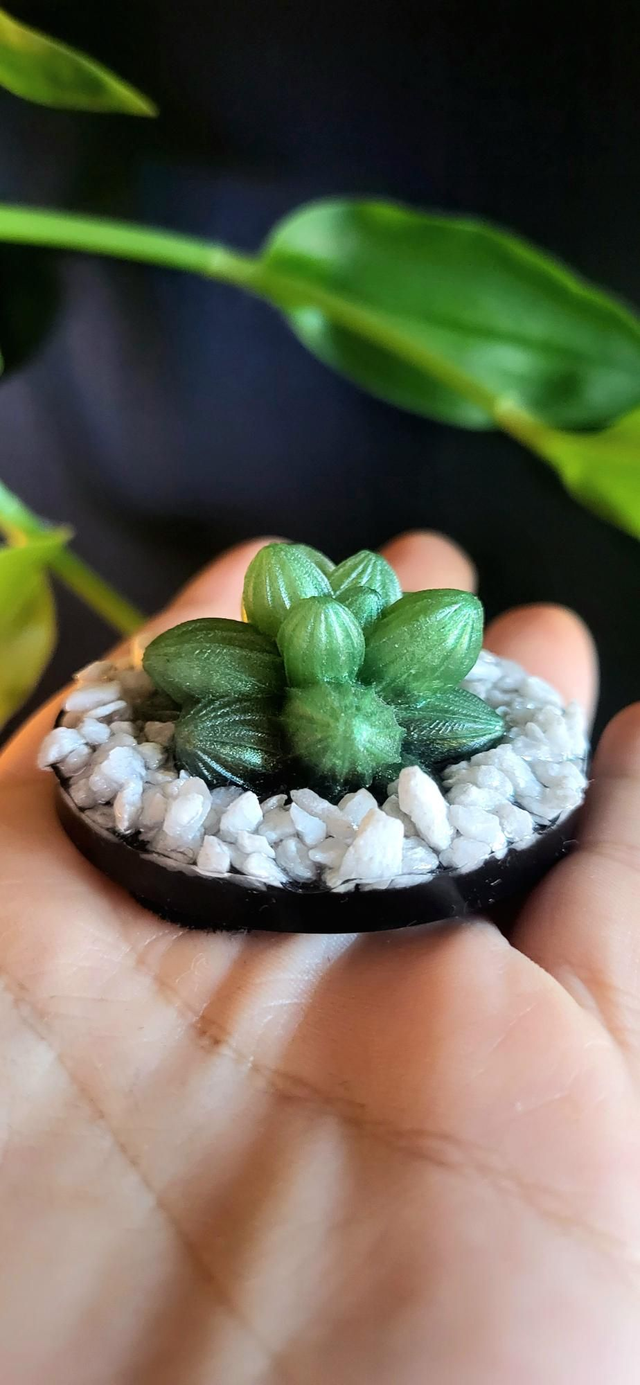 Forever Succulent
