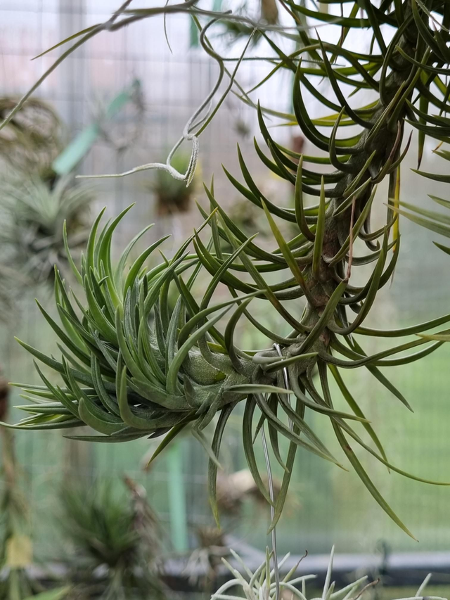 Tillandsia tenuifolia var. Vaginata