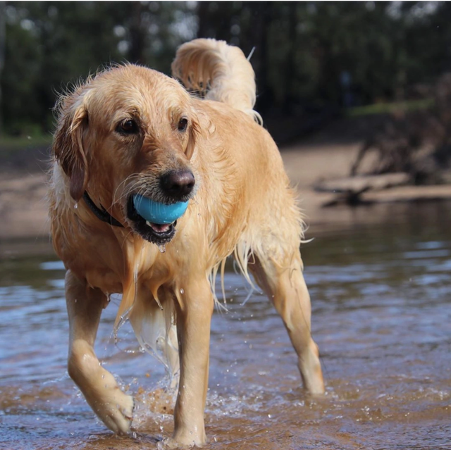 Jouet à mâcher et à récupérer en caoutchouc synthétique durable Wag Ball.