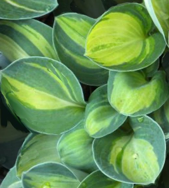 Hosta 'Holy Mouse Ears' bare root