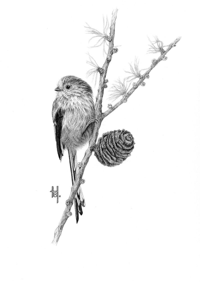 'Long-Tailed Tit on Pine.' Framed original graphite pencil drawing.