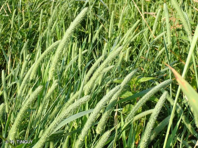 Fléole des prés (Phleum pratense )