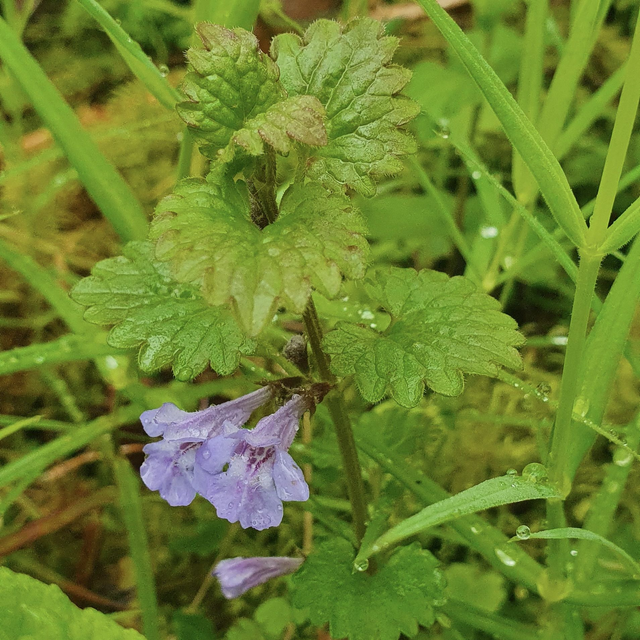 Lierre terrestre (Glechoma hederacea )