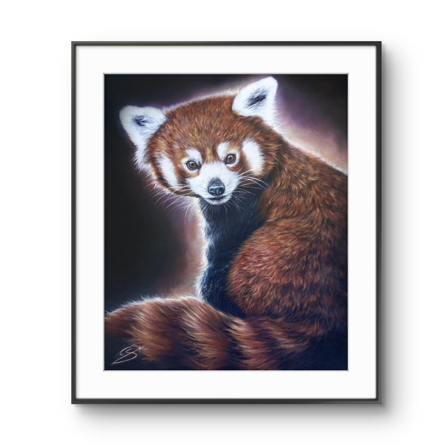 Tirage Panda roux 