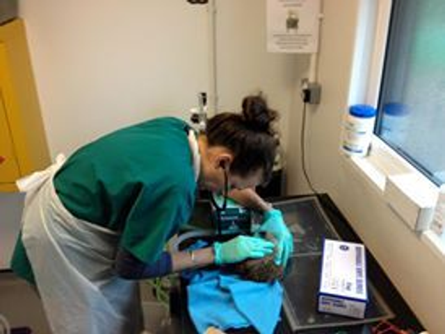 Pay the vet bill for one week