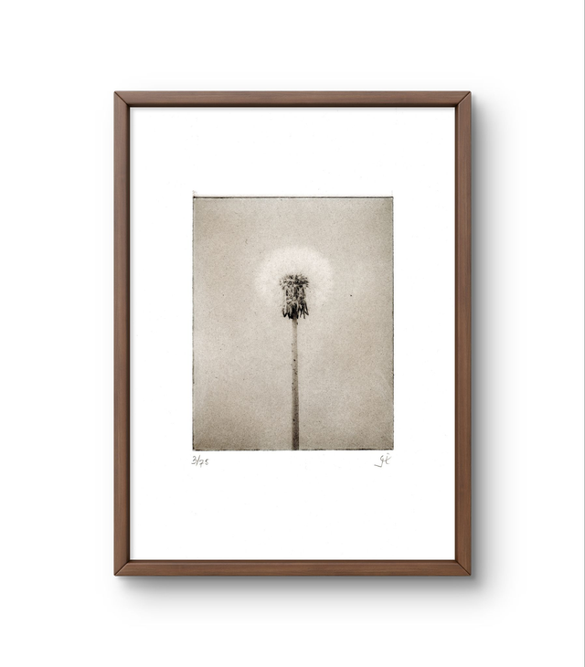 Dandelion 01 handprint photogravure  13x18