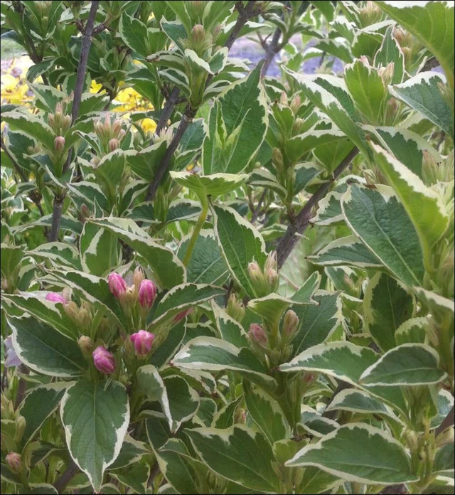 Weigela 'Florida Variegata' - 1ltr pot