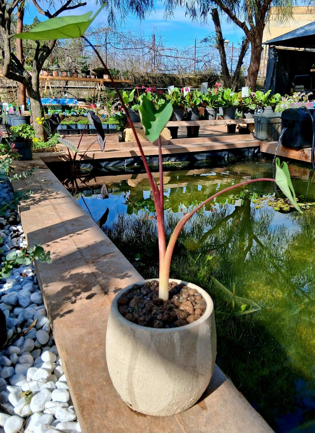 I02 . Colocasia Green Magic in "Sydney cachpot"