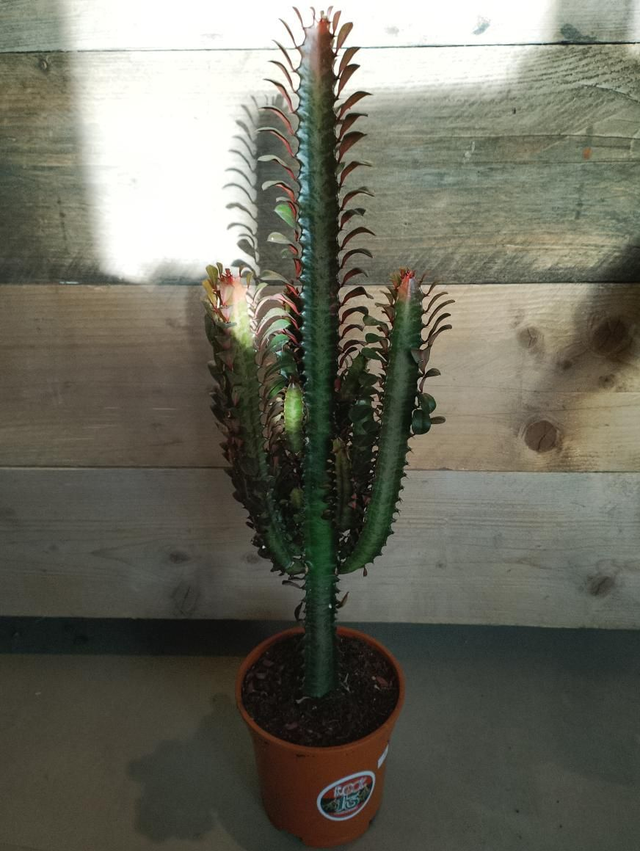 Euphorbia trigona rubra in 17cm pot 60cm tall 