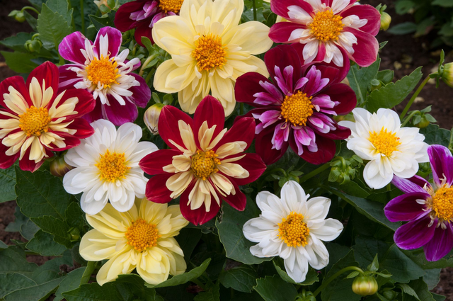 Dahlia (Mixed Figaro) - Tray of 6 plants
