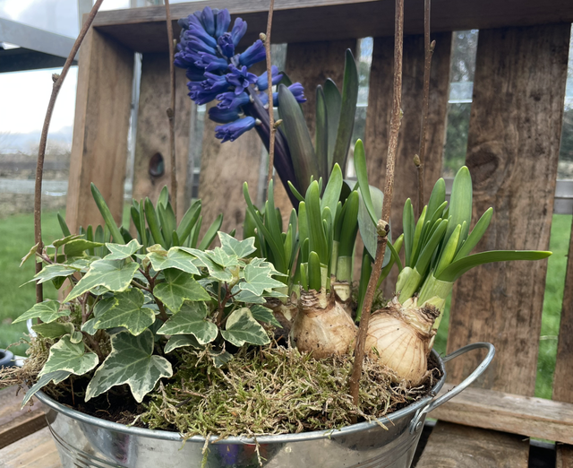 Spring Bulbs Galvanised Bowl Planter