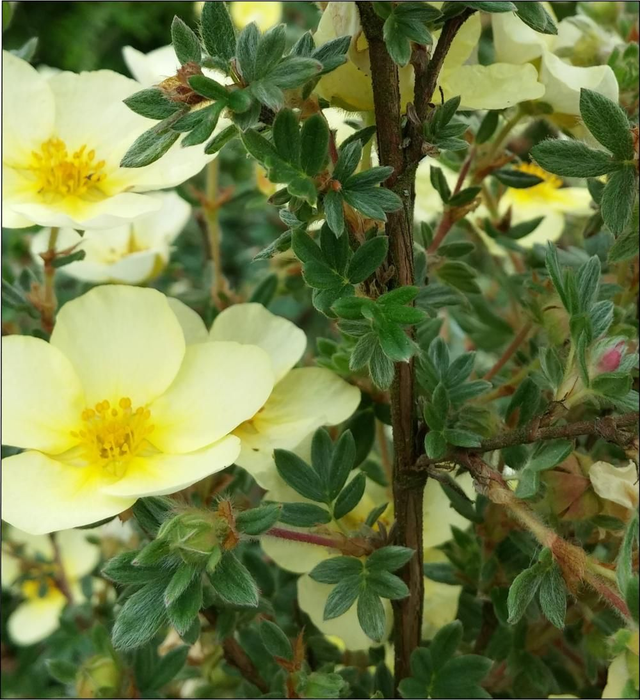 Potentilla fruticosa 'Elizabeth' - 1ltr pot