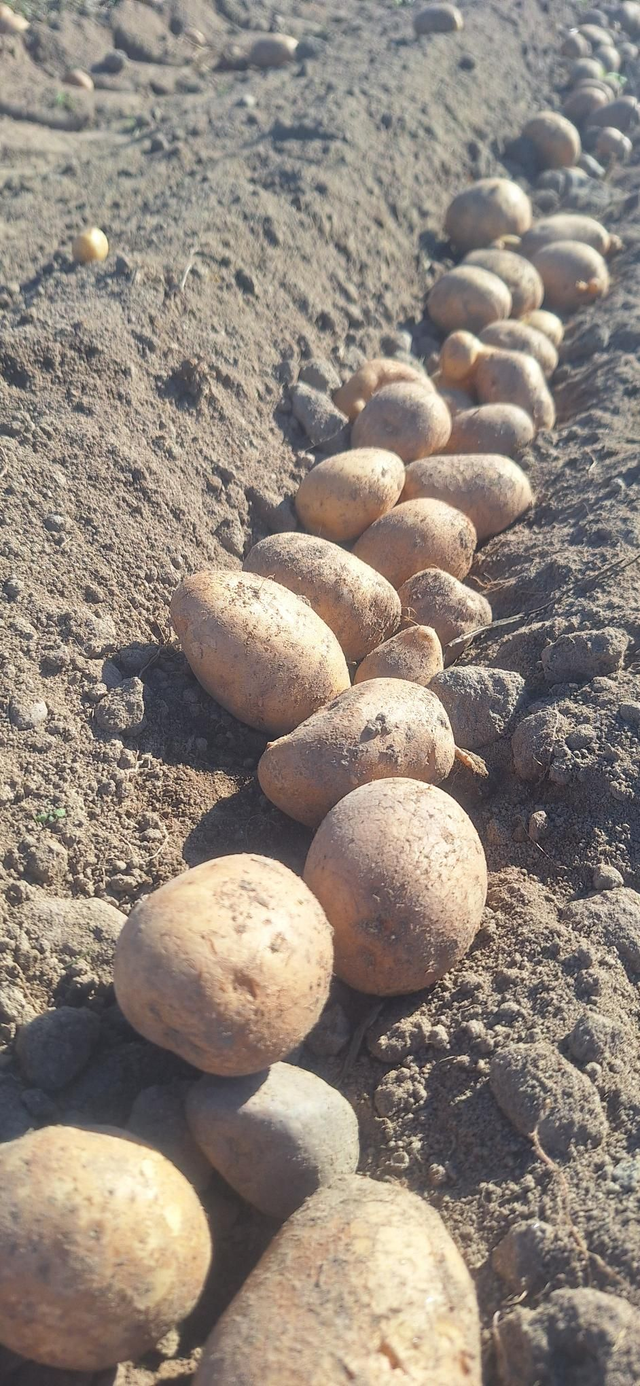 Pommes de terre 'Kerpondy' Bio 