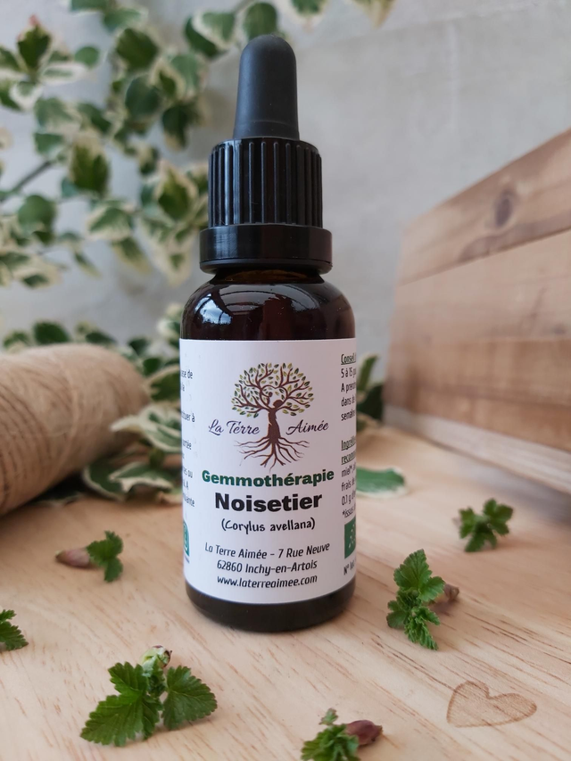 Noisetier (bourgeons)