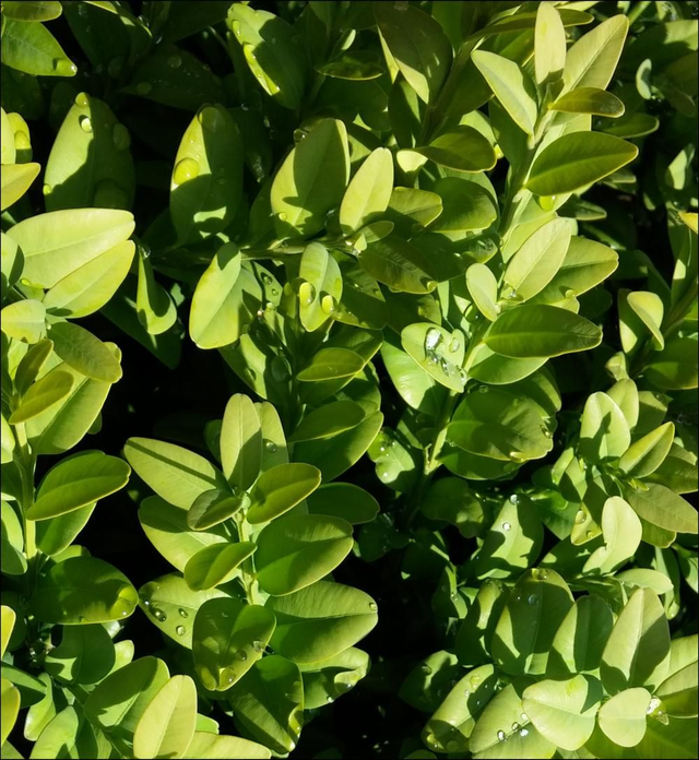 Buxus sempervirens Latifolia Maculata   - 1ltr pot