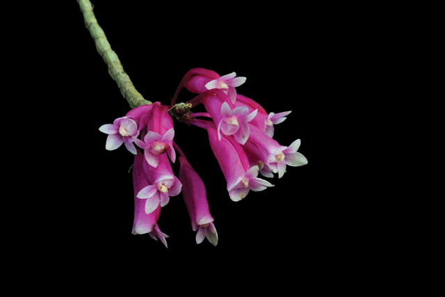 Celestial Siren Essence