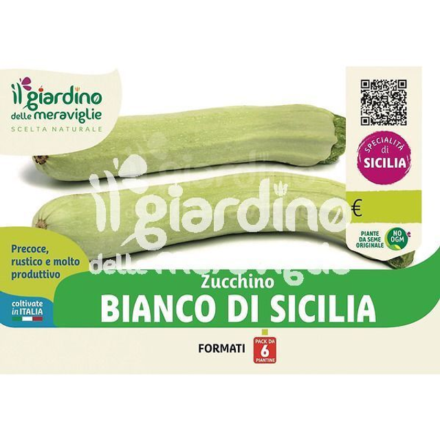 O08 . Zucchino bianco di Sicilia in Pack da 6 piantine