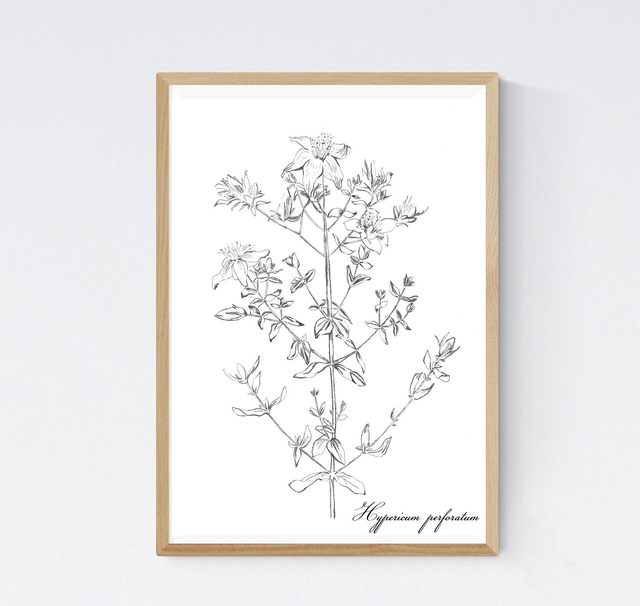 Millepertuis, hypericum perforatum