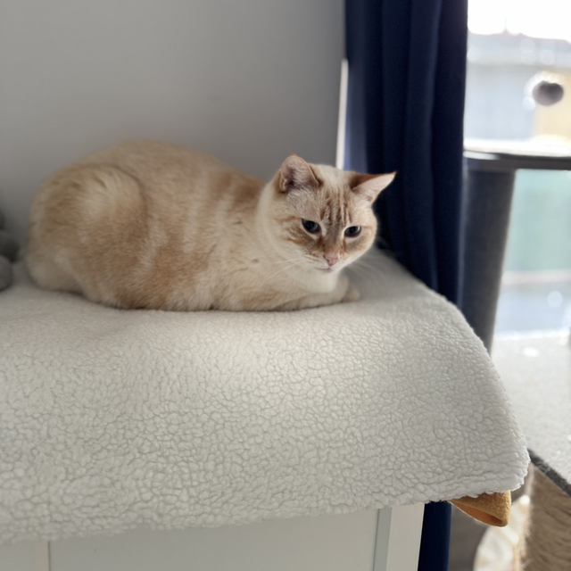 Couverture auto-chauffante pour chat