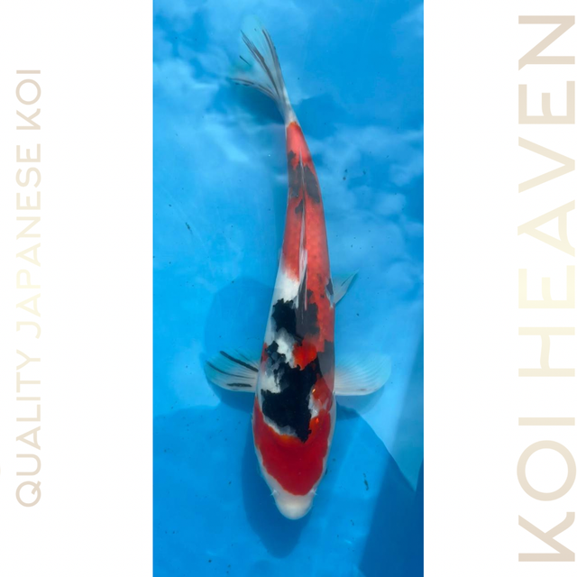 Shintaro koi farm Sanke Tosai 31cm