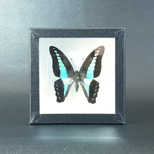 Graphium sarpedon