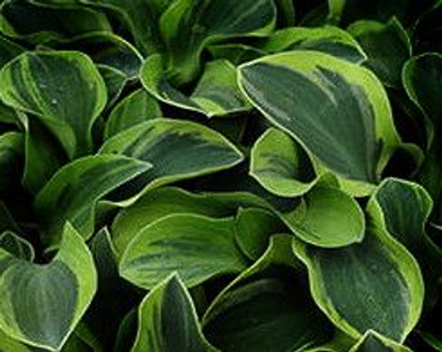 Hosta 'Lucky Mouse' bare root