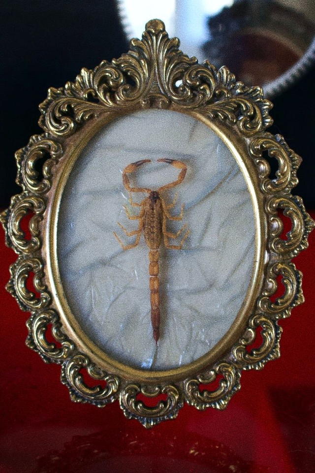 Mesobuthus martensii