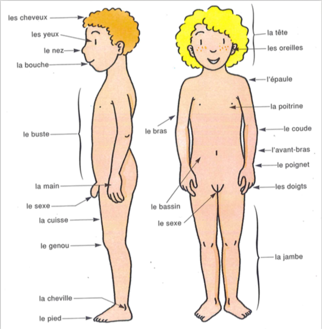 6-8 ANS : ATELIER 2/3 : Corps et intimité 