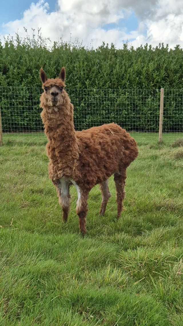 Donate To The Farm - Animal Care