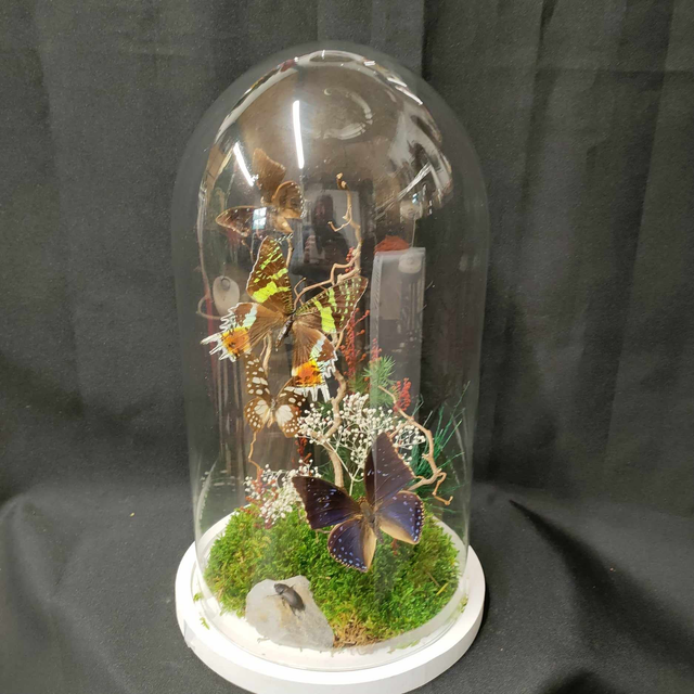 Envolée de papillons