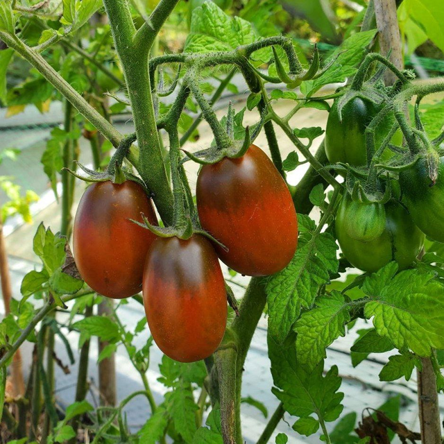 Tomate cocktail rouge Prune Noire