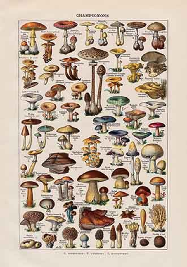 Chart Champignon Larousse