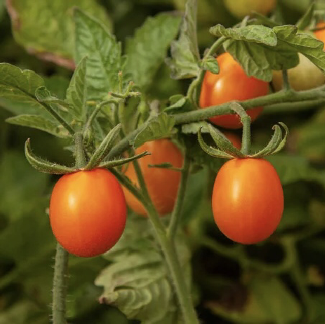 Tomate cerise ambrosia Gold AB - Solanum lycopersicum 