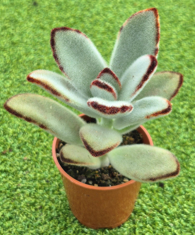 Kalanchoe tomentosa (Panda Plant) 
