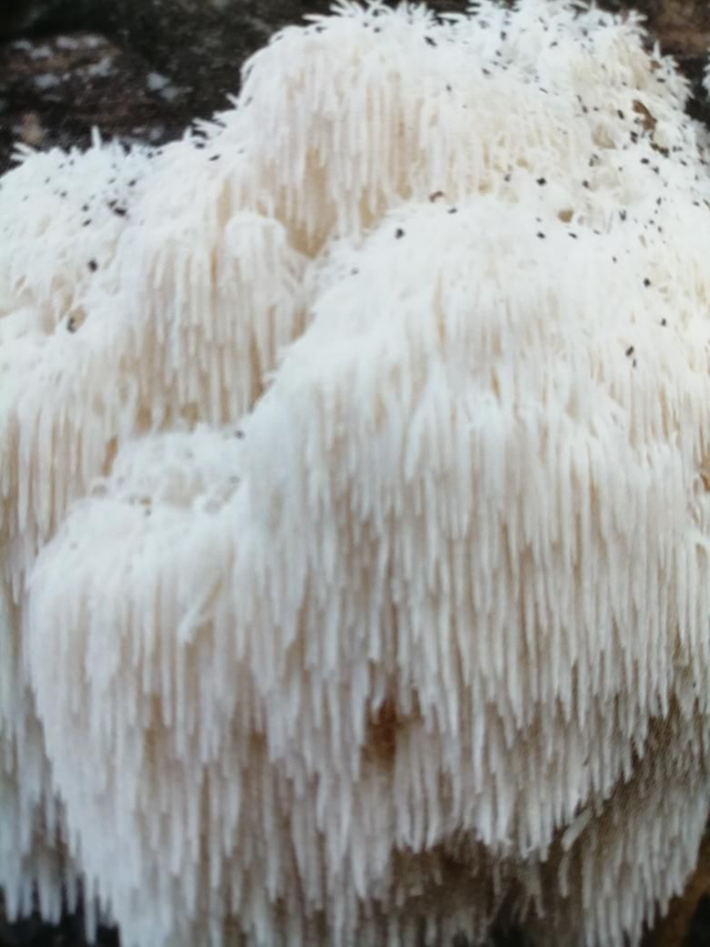 Hericium erinaceus, pruikzwam 70 Caps. /verpakking